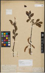 Foto von Salix silesiaca var. grata Jan